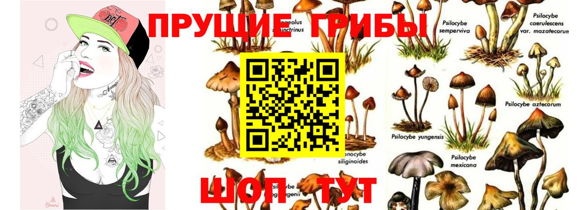 Шелехов  Псилоцибиновые грибы MAGIC MUSHROOMS  Галлюциногенные грибы Psilocybine cubensis  Вход с VPN 